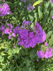 Phlox maculata