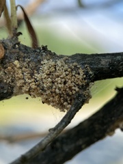 Hellinsia kellicottii