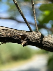 Hellinsia kellicottii