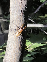 Prosopocoilus astacoides