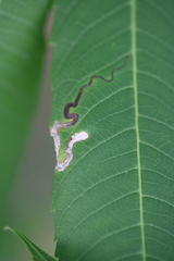 Stigmella intermedia