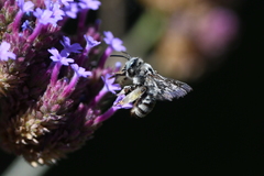 Svastra obliqua expurgata