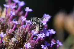 Svastra obliqua expurgata