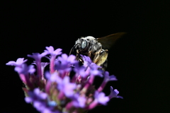 Svastra obliqua expurgata