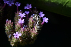 Svastra obliqua expurgata
