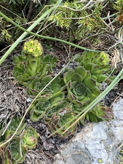 Sempervivum heuffelii