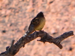 Chlamydera guttata