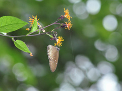 Euploea eyndhovii