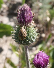 Carduus hamulosus hystrix