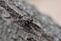 Xylotrechus rufilius