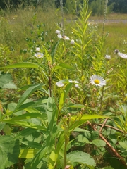 Erigeron annuus