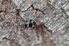 Xylotrechus rufilius