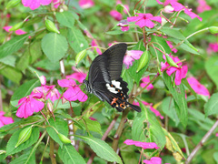 Papilio helenus