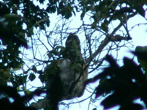 Pará Three-toed Sloth