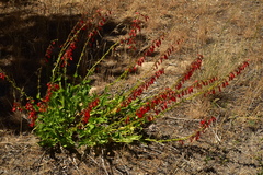 Penstemon eatonii