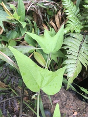 Passiflora sexflora