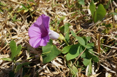 Ipomoea littoralis