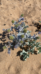 Eryngium maritimum