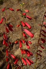 Penstemon eatonii