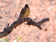 Chlamydera guttata
