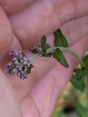 Eupatorium pilosum