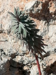 Euphorbia dendroides