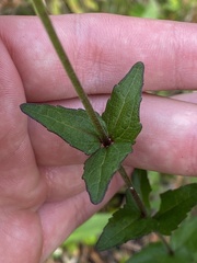 Eupatorium pilosum