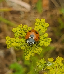 Coccinella septempunctata