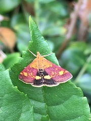 Pyrausta aurata