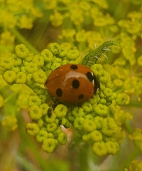 Coccinella septempunctata