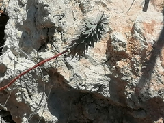 Euphorbia dendroides