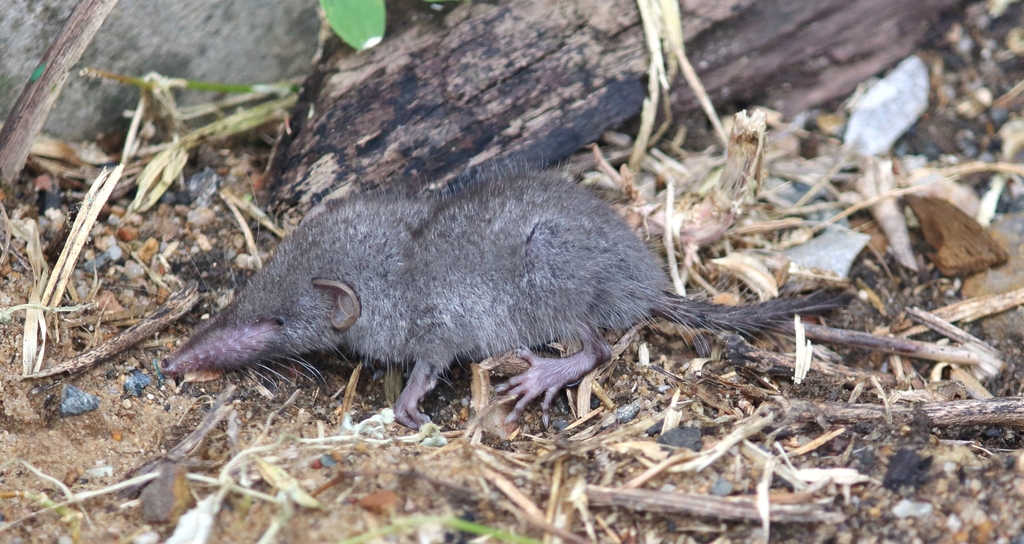 Asian Gray Shrew