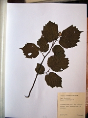 Corylus sieboldiana mandshurica