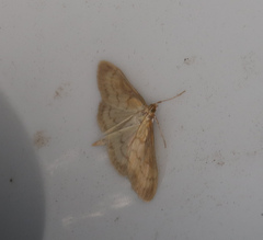 Paratalanta pandalis