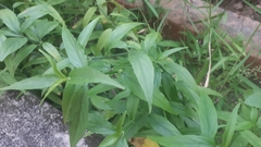 Clinacanthus nutans