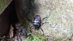 Cosmiomorpha similis