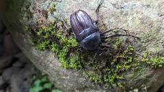 Cosmiomorpha similis