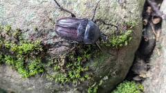 Cosmiomorpha similis