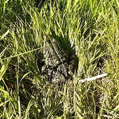 Pelophylax