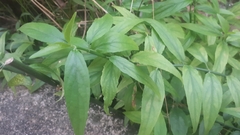 Clinacanthus nutans