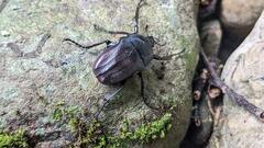 Cosmiomorpha similis