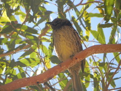 Chlamydera guttata