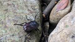 Cosmiomorpha similis