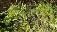 Pelophylax