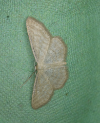Idaea pallidata