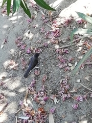 Curruca melanocephala
