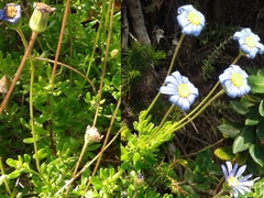 Felicia aethiopica
