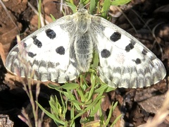 Parnassius nomion