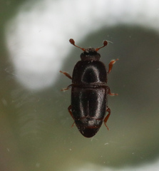 Carpophilus marginellus