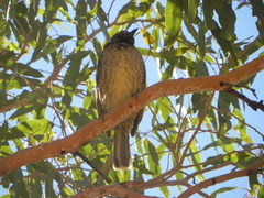 Chlamydera guttata